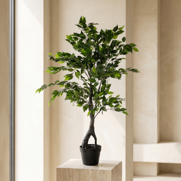 Ficus Benjamina Greda · 120 cm